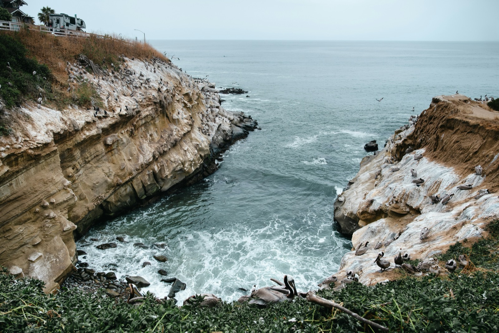 A rugged coastline of sea cliffs and coves with seabirds, under an overcast sky.